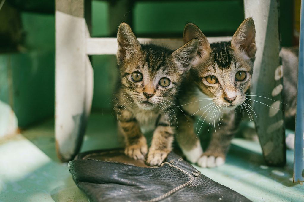 7 Reasons Why Adopting Two Cats is Better Than One Lawrence Humane