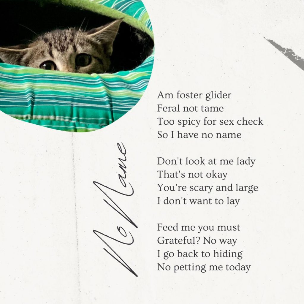 Spicy Kitten Poems - Lawrence Humane