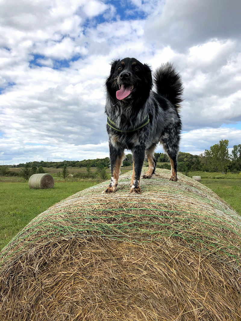 5 Places to Walk Your Dog in Lawrence Lawrence Humane