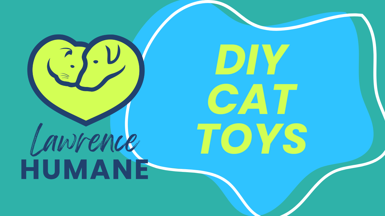DIY Cat Toys