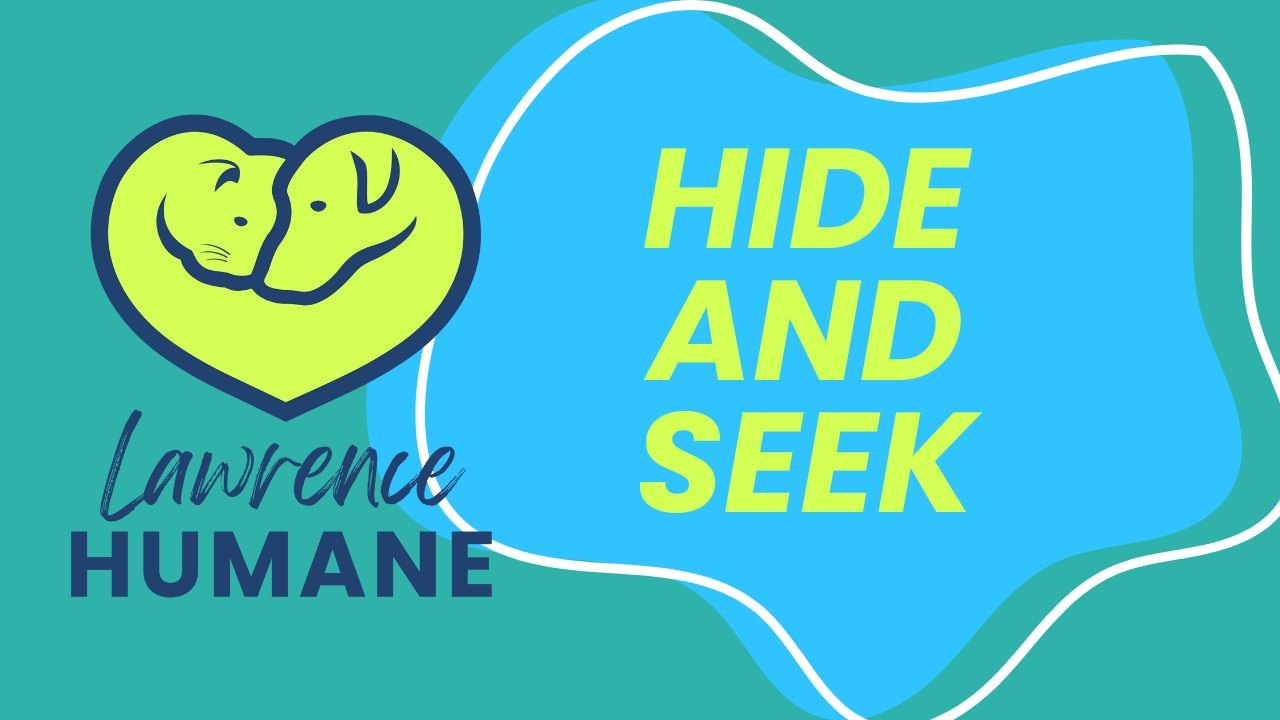 Hide & Seek With Your Pup