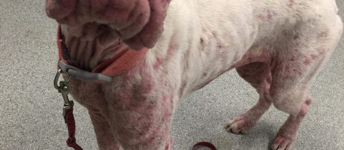 mange before and after